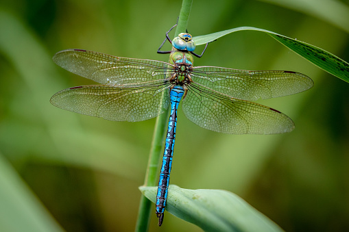 Field characters: 66-84mm, abdomen: 50-61mm, Hw: 45-52mm.\nBlue Emperor is presently a common species, which is only absent from parts of the northern provinces of Groningen and Friesland. It is found at most larger bodies of standing water. Compared to the pre-1990 period, the species has increased strongly. So is with other dragonflies, Blue Emperor has benefit of the gradual warming in the last decades.\n\nThe largest Aeshnid in most of our area and common Species in the Netherlands..