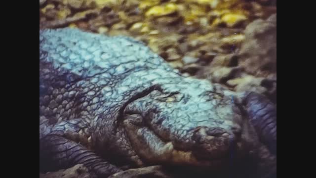 London 1977, Crocodile at the zoo
