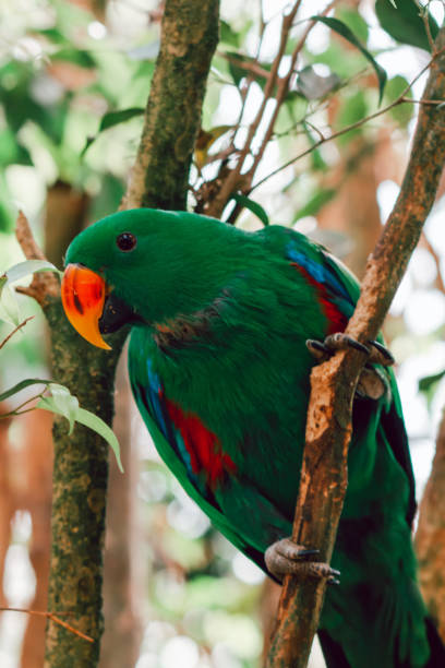 istock Green eclectus parrot portrait closeup on a tree 1328677214