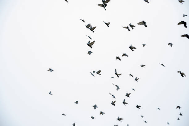 istock Group of Pigeons Flying 1328677421