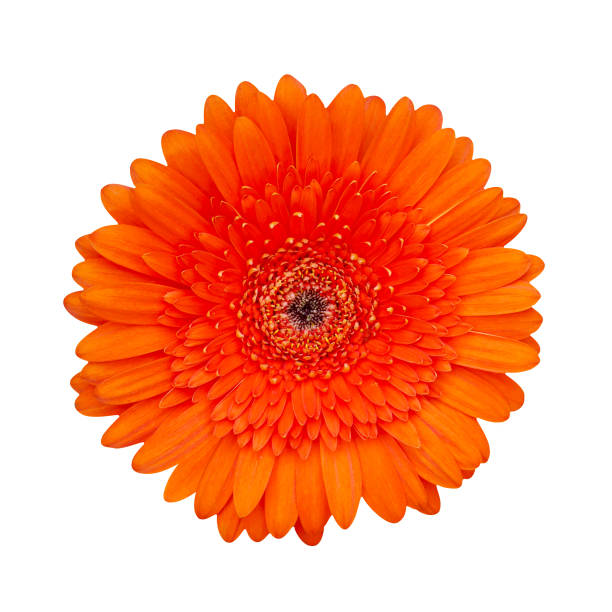istock Macro photo red gerbera on white isolated background. 1328677493