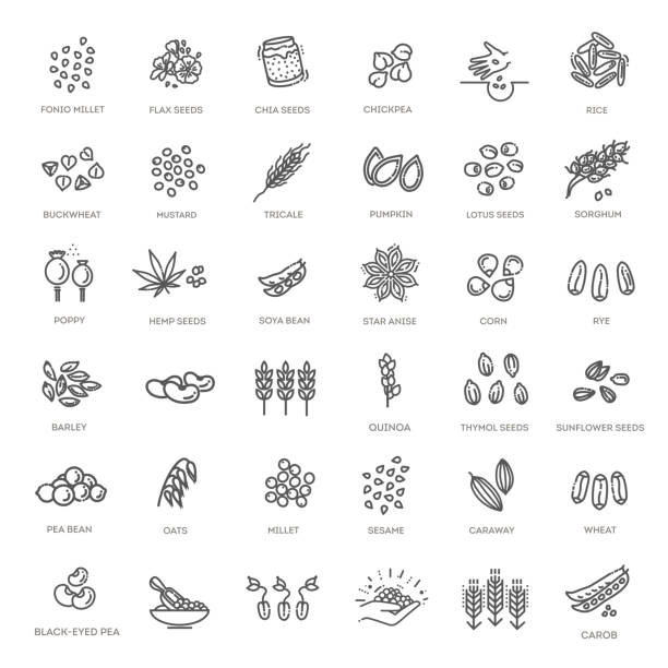 illustrazioni stock, clip art, cartoni animati e icone di tendenza di set di icone del vettore di semi di piante - grano graminacee illustrazioni