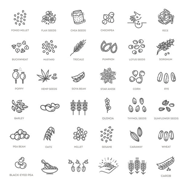 ilustrații de stoc cu set de pictograme vectoriale pentru semințe de plante - sămânţă
