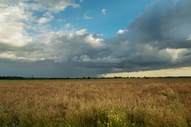 A fleeting cloud with rain over a rapeseed field, Czulczyce, Lubelskie, Poland