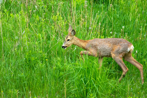 istock Young roe deer in the green grass in the meadow 1328678916