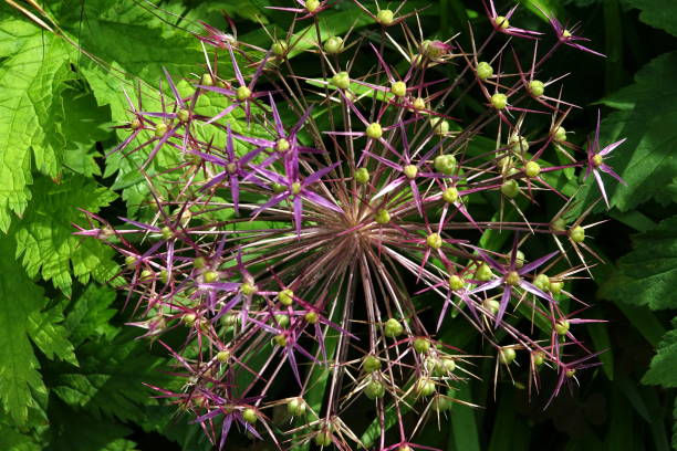 istock Allium nigrum. Black garlic. Amaryllidaceae. 1328678937