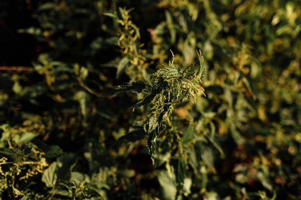 Common nettle bush outdoors. Urtica dioica. Stinging nettle plant. Herbal medicine concept. Foliage green background. Leaves pattern