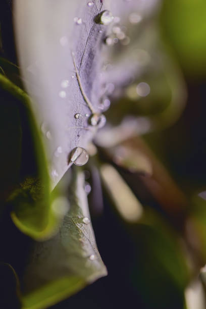istock Drops on green leaves on a dark background with beautiful bokeh. Macro. Copy space. Wildlife, vegetation, plant, dew. Selective focus. 1328679145