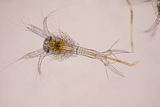 istock Closeup zoea stage of Vannamei shrimp in light microscope, Shrimp larvae under a microscope, Shrimp, White shrimp, Nauplius, zoea, Larvae. Background. 1328679848