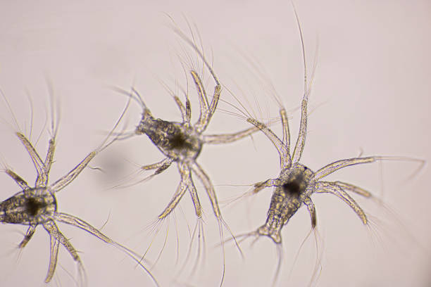 istock Nauplius stage of Vannamei shrimp in light microscope, Shrimp larvae under a microscope, Shrimp, White shrimp, Nauplius, Nauplii, Larvae. Background. 1328679849