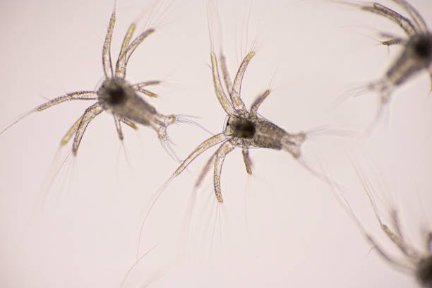 istock Nauplius stage of Vannamei shrimp in light microscope, Shrimp larvae under a microscope, Shrimp, White shrimp, Nauplius, Nauplii, Larvae. Background. 1328679857