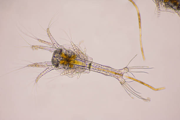 istock Closeup zoea stage of Vannamei shrimp in light microscope, Shrimp larvae under a microscope, Shrimp, White shrimp, Nauplius, zoea, Larvae. Background. 1328679863