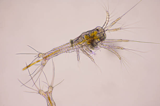 istock Closeup zoea stage of Vannamei shrimp in light microscope, Shrimp larvae under a microscope, Shrimp, White shrimp, Nauplius, zoea, Larvae. Background. 1328679869