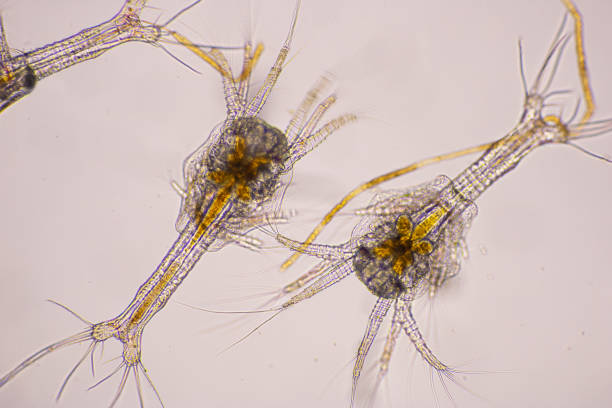 istock Closeup zoea stage of Vannamei shrimp in light microscope, Shrimp larvae under a microscope, Shrimp, White shrimp, Nauplius, zoea, Larvae. Background. 1328679877