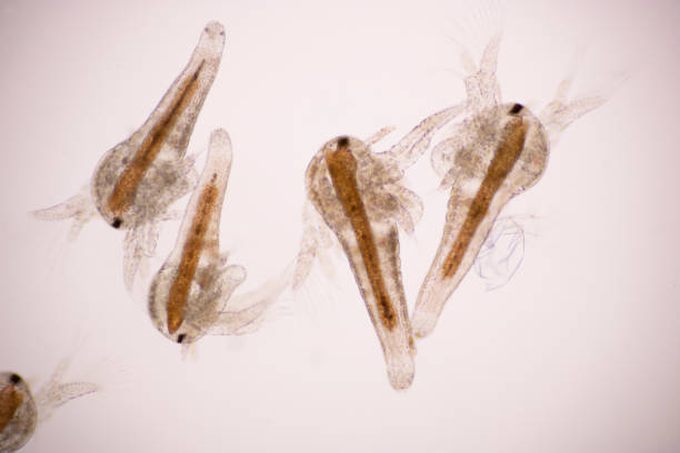 istock Artemia larvae in light microscope, Artemia plankton under a microscope. 1328679887