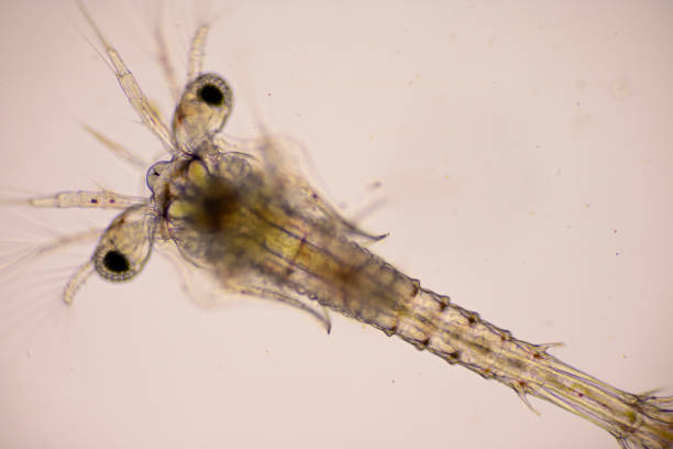 istock Closeup mysis stage of Vannamei shrimp in light microscope, Shrimp larvae under a microscope, Shrimp, White shrimp, Nauplius, Zoea, Mysis, Larvae. Background. 1328679888