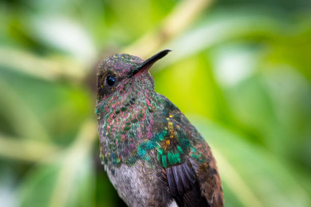 istock A close-up of a juvenile Copper-rumped hummingbird (Amazilia tobaci) perching with a blurred background. 1328679970
