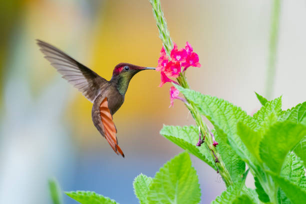 istock A Ruby Topaz hummingbird (Chrysolampis mosquitus) feeding on a pink vervain flower in a garden. 1328679982