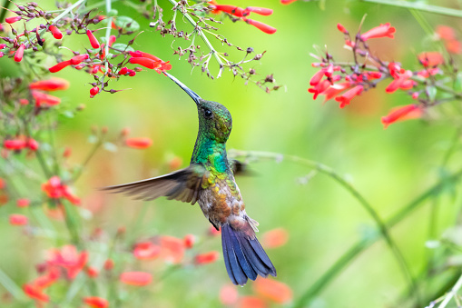 Tropical bird. Hummingbird hovering. Bird in a garden.