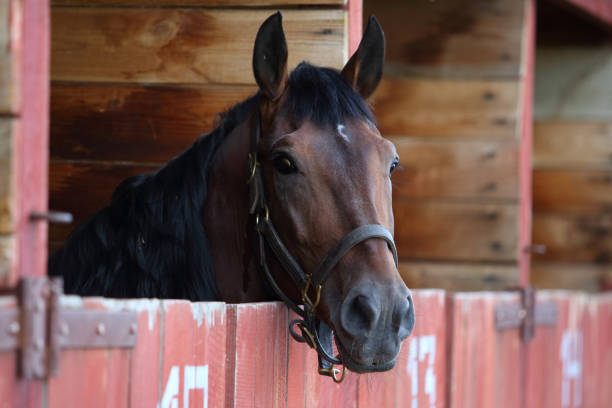 istock Pure Spanish Horse or PRE, portrait against barn background 1328680457