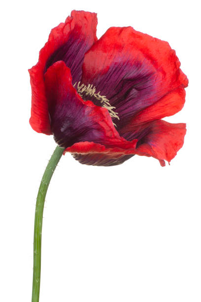 flor isolada - macro poppy red close up - fotografias e filmes do acervo