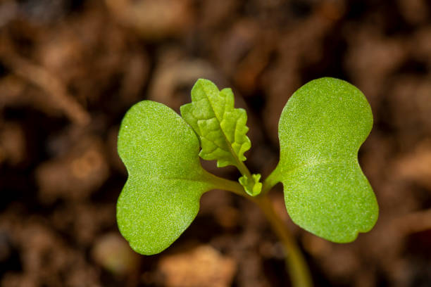 macro photography of young plant of bok choy  (brassica rapa subsp. chinensis) - brassica rapa chinensis imagens e fotografias de stock