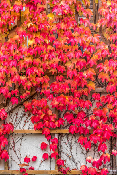 Red Boston Ivy leaves Dark red Boston Ivy leaves over white wall Boston Ivy stock pictures, royalty-free photos & images