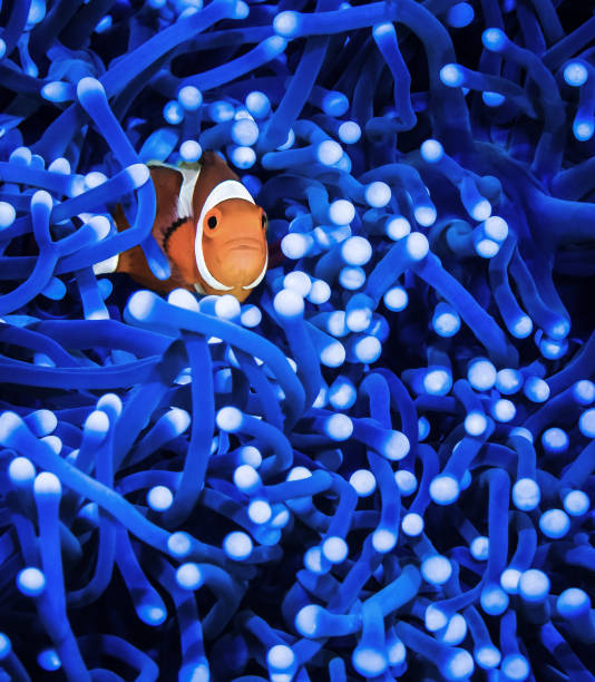 istock One small orange clownfish looks curiously from a bright blue anemone 1328684508
