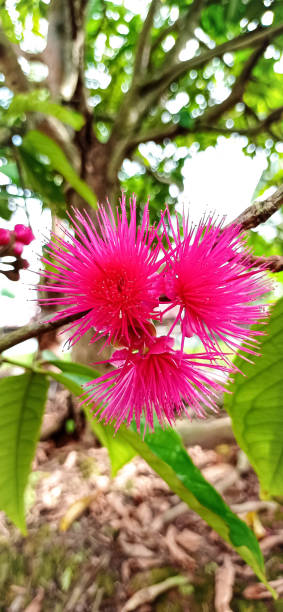istock Syzygium Malaccense 1328684551