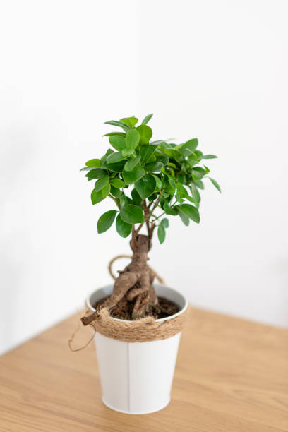 pianta d'appartamento ginseng ficus (f. retusa) - in vaso di fiori bianco - ginseng bonsai tree fig tree banyan tree foto e immagini stock