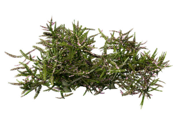 istock 3D illustration common heather plant on white 1328685214