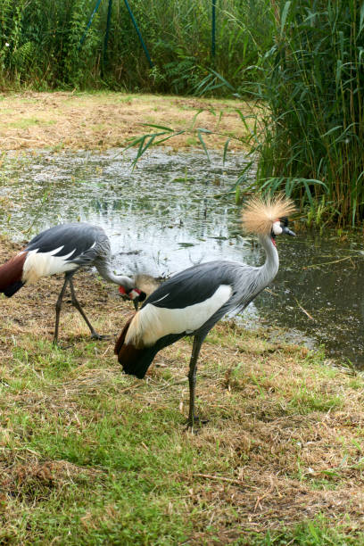 istock two south african gray crowned cranes balearica regulorum 1328685373