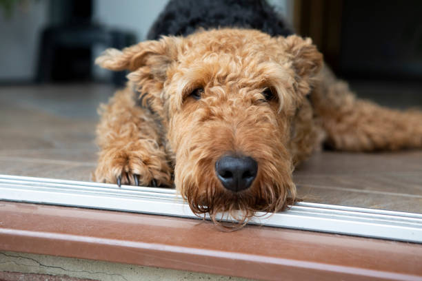 Airedale Terrier