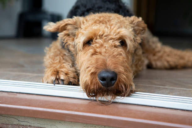 Pet dog lying on the kitchen floor at home Airedale Terrier airedale terrier stock pictures, royalty-free photos & images