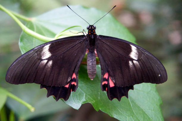 istock close up of a black and red butterfly 1328686523