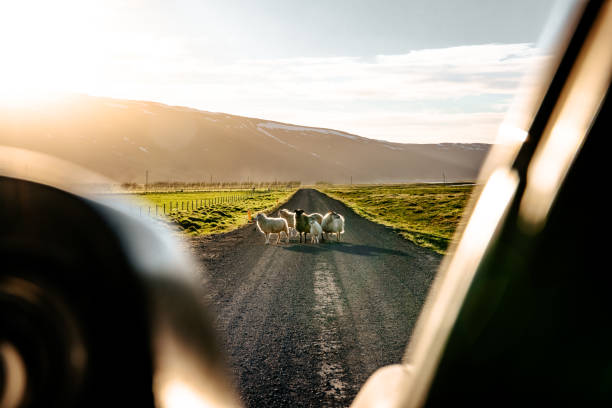 исландские овцы пересекают гравийную дорогу автомобильная точка зрения северная исландия - icelandic sheep стоковые фото и изображения