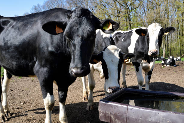 istock Herd of dairy cow 1328687580