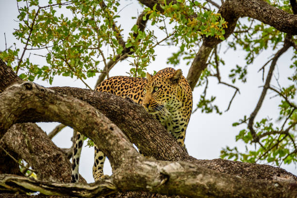 istock A leopard on a tree with its prey in Kruger Park. 1328688092