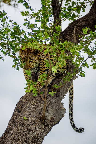 istock A leopard on a tree with its prey in Kruger Park. 1328688761