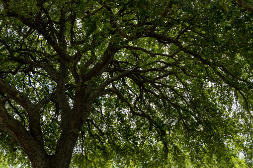 Underneath a beautiful green canopy of an old oak tree with light shining through