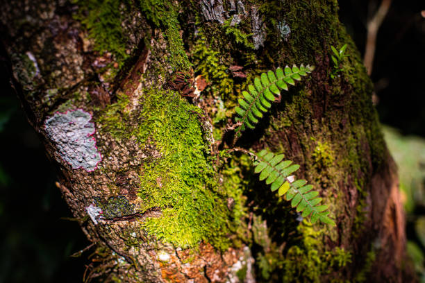 moss and fern growing on a tree trunk in the Atlantic Forest, Brazil.