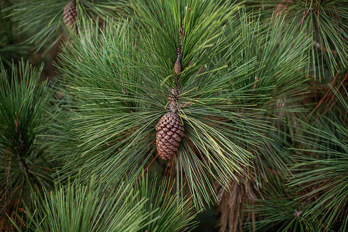 Close up of pine cones in a pine tree