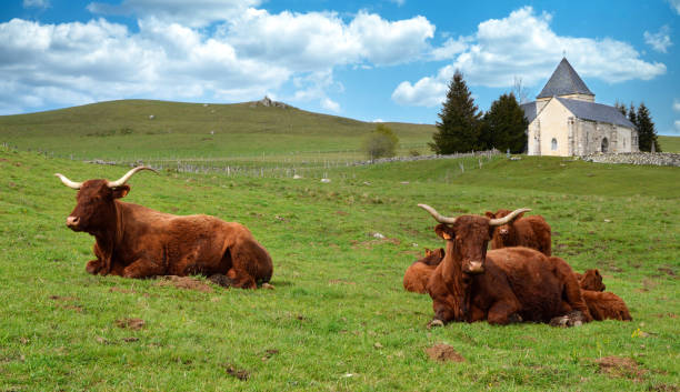 Herd of Salers cows with calves in a mountain pasture in front of a chapel.