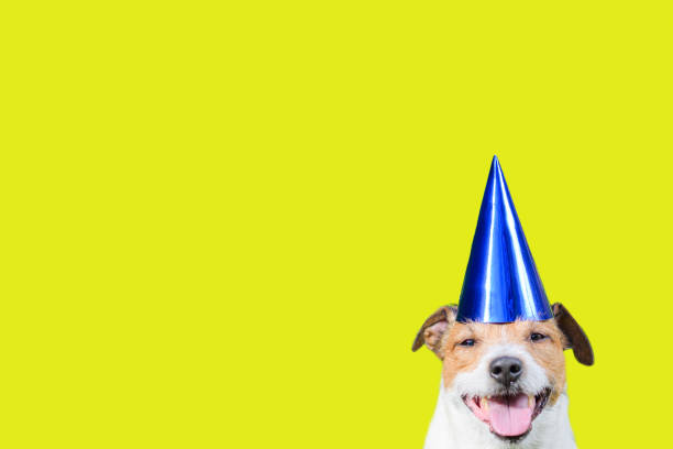 istock Happy smiling dog wearing blue party hat on yellow solid color background 1328692026