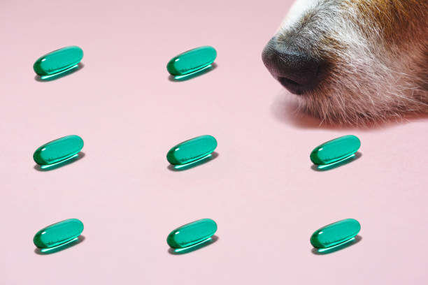 犬の鼻スニッフィンググリーン薬物カプセルとミニマリストスタイルの獣医の概念 - dog illness humor pets ストックフォトと画像