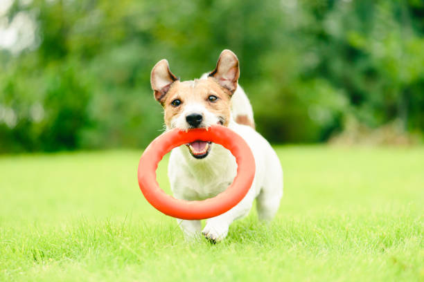 szczęśliwy uśmiechnięty pies pobiera pierścień ściągacz czajnik ów na zielony trawnik trawiasty w letni dzień - puppy dog toy outdoors zdjęcia i obrazy z banku zdjęć