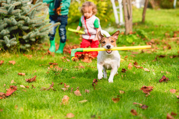 rodzina i pies robi spadek czyszczenia w ogrodzie i zbieranie starych liści na trawniku - dog park retrieving humor zdjęcia i obrazy z banku zdjęć