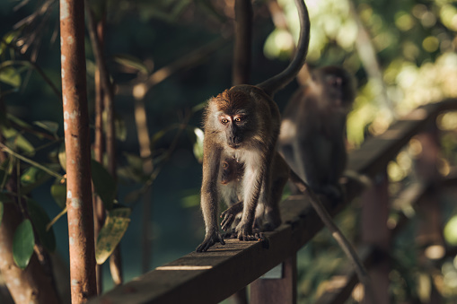 Wild macaque in the natural habitat in Singapore