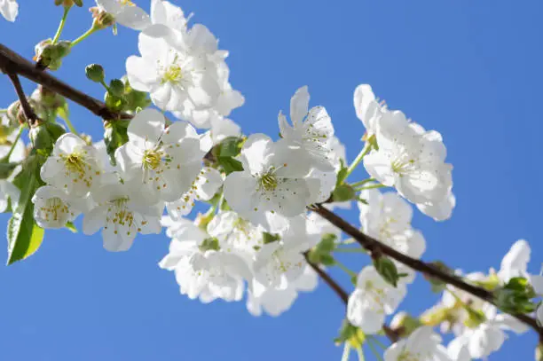 Prunus cerasus flowering tree flowers, group of beautiful white petals tart dwarf cherry flowers in bloom against blue sky in sunlight