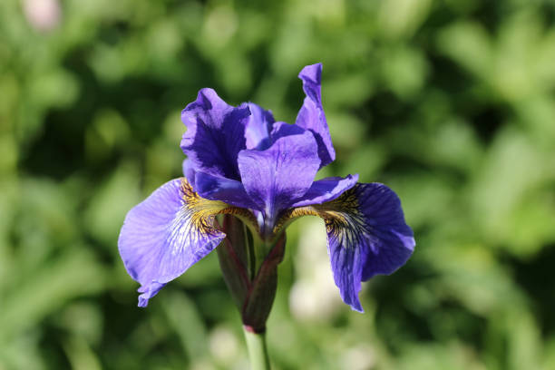 istock Blue siberian iris flower close up 1328693100